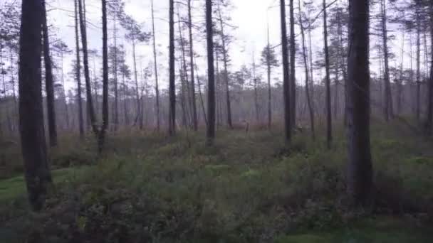 森林沼泽在夏天 射击没有稳定剂 — 图库视频影像
