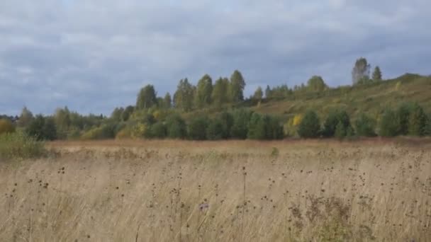 Torrt Gräs Ängen Vackra Höst — Stockvideo