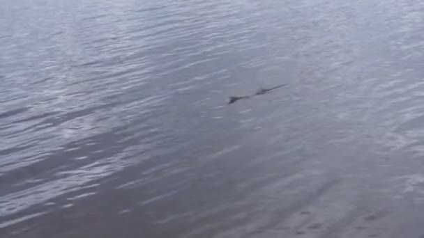 Brochet sur un crochet attrapé par un pêcheur  .