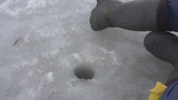 Caña Pescar Invierno Pescado Capturado Debajo Del Hielo Piscis Perca — Vídeo de stock