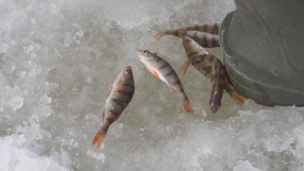 鱼鲈鱼在雪地里颤抖 鱼在河的冰上捕鱼 冬季捕鱼穿过洞 — 图库视频影像