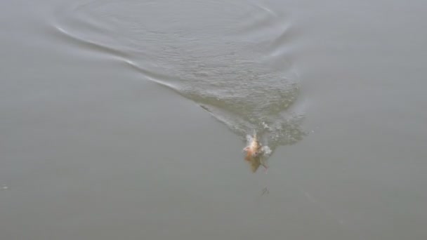 鱼被夹在水面上的三通上 — 图库视频影像