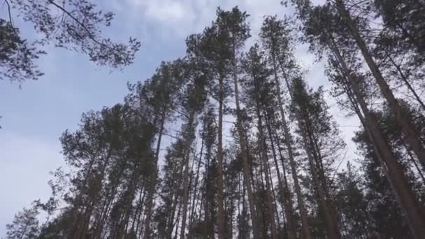 Pinheiros Altos Floresta Belo Dia Atirar Boneca — Vídeo de Stock