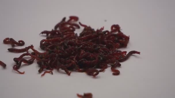 Bloodworms Best Live Bait Ice Fishing — Stock Video