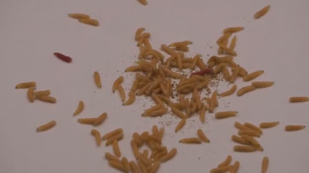 Kelompok Belatung Acheta Domesticus Serangga Larvae Umpan Untuk Ikan Rod — Stok Video