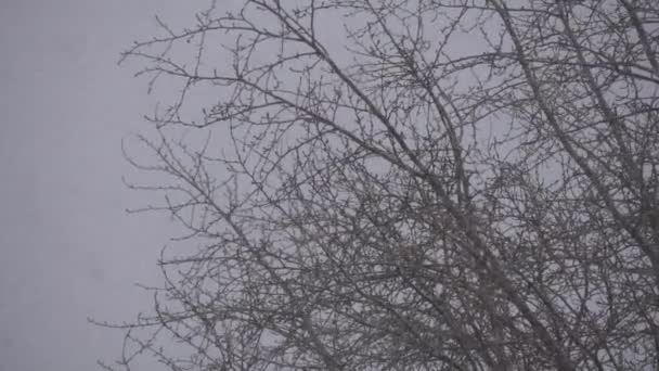 冬天森林猛烈降雪的看法 — 图库视频影像