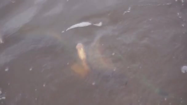 Red Pesca Llena Peces Capturados Estanque Tiro Con Las Manos — Vídeos de Stock
