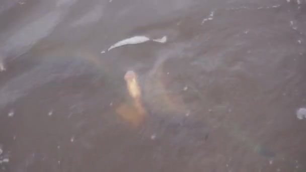 Fischernetz Voller Gefangener Fische Teich — Stockvideo