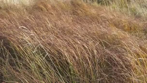 Campo Grano Pianta Del Cielo — Video Stock