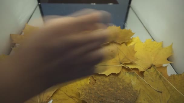 Осенние Листья Падают Замедленной Съемке Солнце Светит Сквозь Осенние Листья — стоковое видео