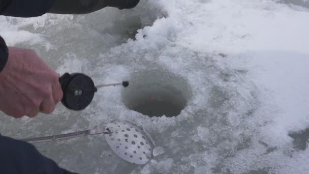 Pescador Pesca Buraco Gelo Lago Inverno Boa Captura Pesca Inverno — Vídeo de Stock