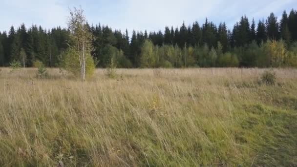 Luftaufnahme Fliegen Über Die Schönen Sonnigen Waldbäume Luftaufnahme Landschaftspanorama — Stockvideo