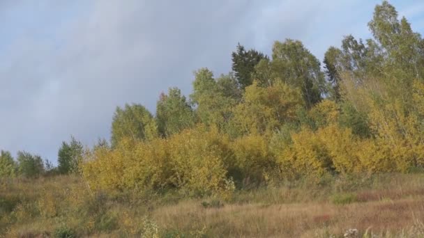 Mglisty Poranek Lesie Aerial Drone Strzał Nad Jeziorem Wschód Słońca — Wideo stockowe