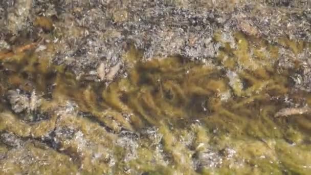 Végétation Aquatique Avec Des Insectes Déplaçant Sur Eau — Video