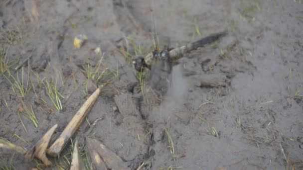 Närbild Bild Dragonfly Insekt Vilda Djur Natur Slow Motion Fluga — Stockvideo