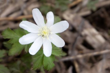 Beyaz sahada izole beyaz kardelen çiçek