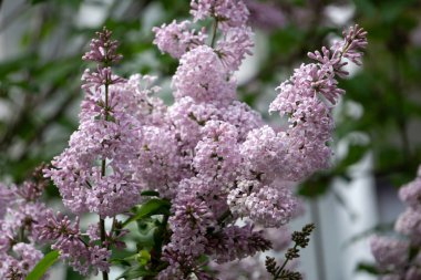 Leylak closeup çiçekli Bloom çiçek Bahçe içinde güzel bir demet çiçek açar.