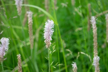 Islak yeşil çim beyaz çiçek kuru. Taze açık doğa arka plan
