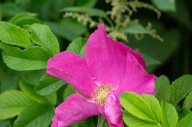 Pembe Kuşburnu çiçek makro köpek rose tatlı briar çiçek