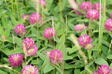 Mor Yonca Çayır bitkileri eski kazık romantik