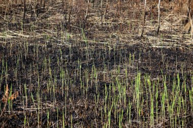 Yangından sonra genç Bitkicik close-up