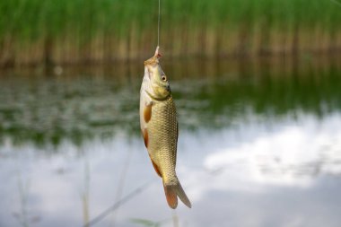 Balık tutma Caught havuz balığı dügmesinin üstünde