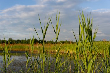 Tarım alanları küçük bir gölet ve mavi gökyüzünde çarpıcı bulutlar üzerinde görüntüleyin. Manzara kenarı üzerinde olduğunu
