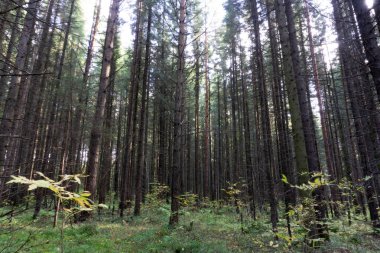 Sequoia vs adam dev SEQUOIAS orman ve sırt çantası arıyorum Up ile turizm