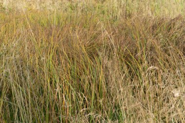 Little bluestem on a cloudy Autumn day. Also known as Schizachyrium scoparium or beard grass, it is a North American prairie grass native to most of the United States. In the fall it clipart
