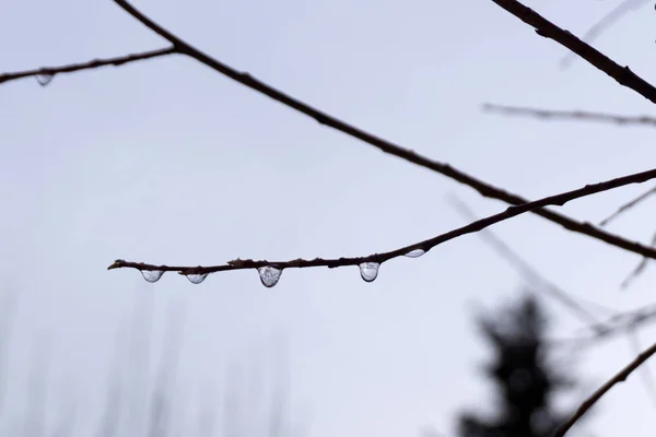 Droppe Vatten Trädets Grenar Februari Månad — Stockfoto