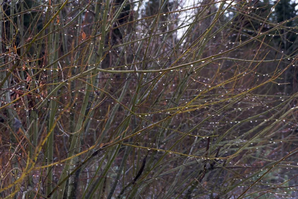 Gałęzie Brzozy Kolczykami Kroplach Deszczu Tle Nieba Lasu Późną Jesienią — Zdjęcie stockowe