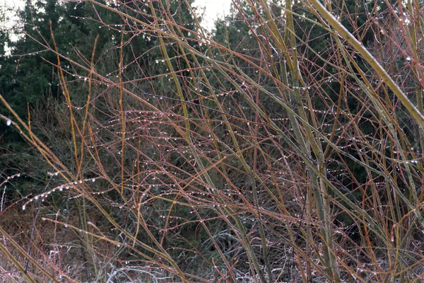 Die Gefrorenen Zweige Des Baumes Mit Samen Bedeckt Mit Eistropfen — Stockfoto