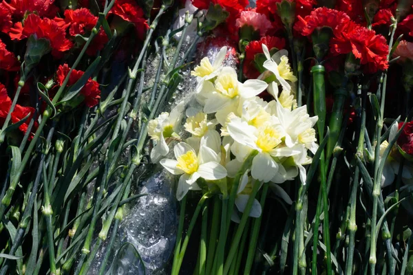 Flores Coloridas Cravo Loja — Fotografia de Stock