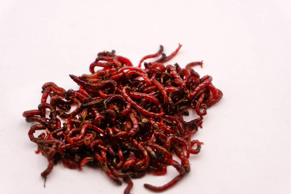 Bloodworm. Feed for fish. A close-up photograph
