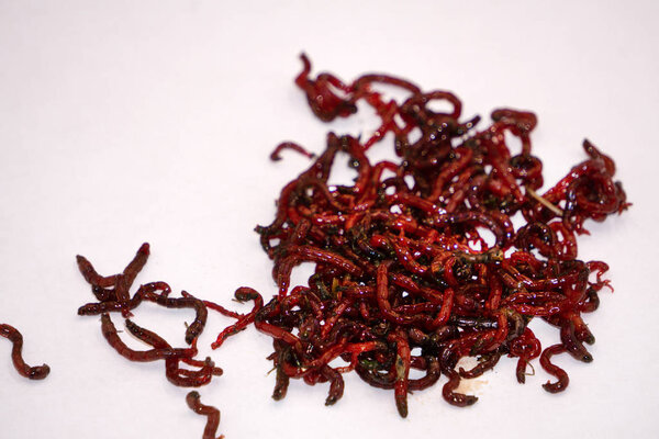 bloodworms midge larvae is common life food for aquarium fish and live-bait for fishing