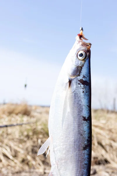 Fisch Sabrefish Pelecus Cultratus Der Wolga — Stockfoto