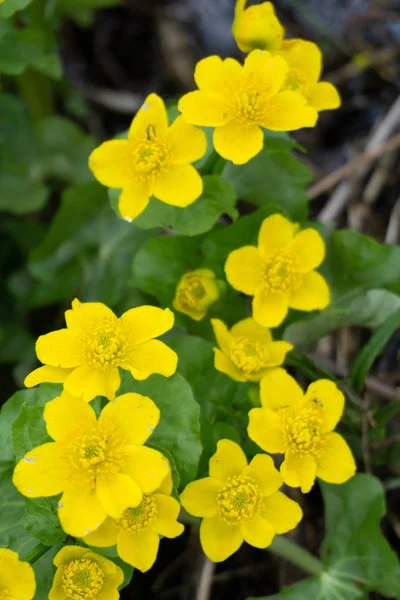 Spring Background Yellow Blooming Caltha Palustris Known Marsh Marigold Kingcup — Stock Photo, Image