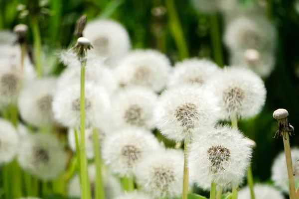 Pissenlits Blottis Dans Herbe Tarataxum Officinale Vue Rapprochée Concentration Sélective — Photo