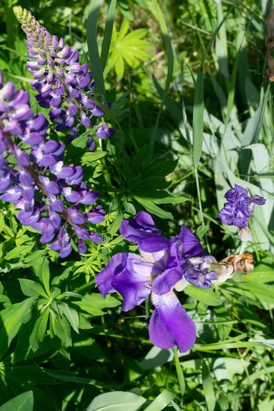 Lupinus Lupin Mor Mavi Çiçekli Lupin Tarlası Bir Grup Lupin — Stok fotoğraf