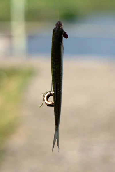 魚市場オークションでオークションの前に行を魚します — ストック写真