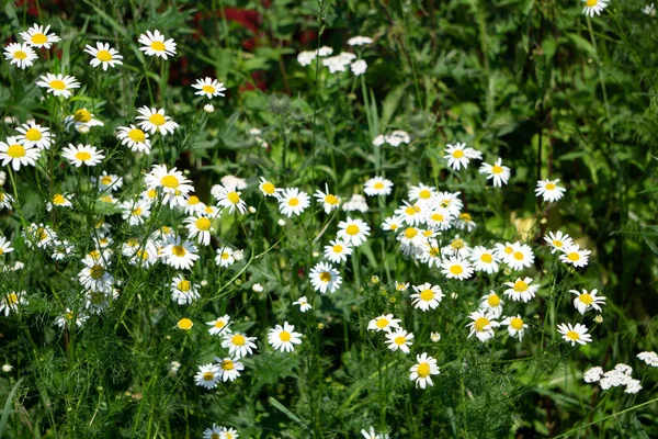 カモミールの花のグレード 開花カモミール — ストック写真