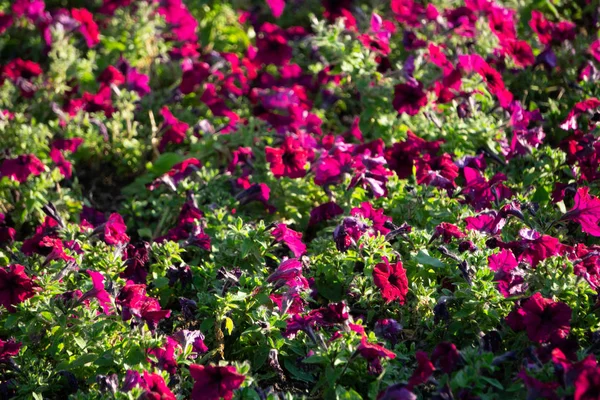 Görüntü Tam Renkli Petunya Petunya Boş Çiçek — Stok fotoğraf