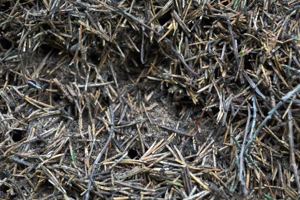 Die Textur Eines Braunen Natürlichen Waldameisenhaufens Mit Ameisen Und Vielen — Stockfoto