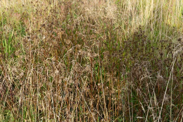 Dry Grass Field Simple Space Winter Netherlands — Stock Photo, Image