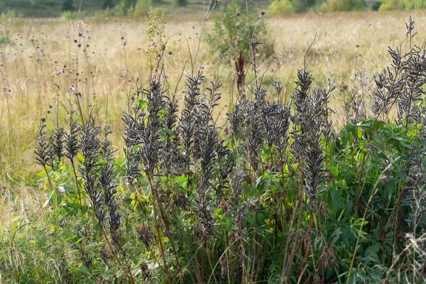 Őszi Természetes Háttér Nap Világít — Stock Fotó