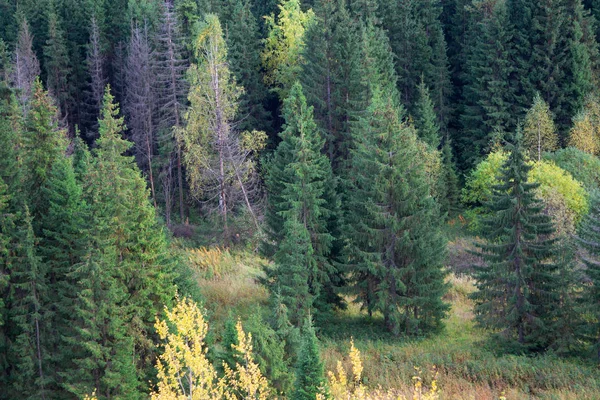 Cesta Přes Louku Vysokou Trávou Tráva Rozdrcené Okraji Louky Les — Stock fotografie