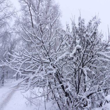 Soğuk bir günde muhteşem beyaz Ladin. Konumu Karpat Milli Parkı, Ukrayna, Avrupa. Kış Alp Kayak Merkezi. Egzotik kış sahne. Mavi tonlama. Mutlu yeni yıl keşfetmek .
