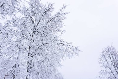 Orman karşı donmuş ağaç görünümünü. Mavi tonu. Kırsal manzara.