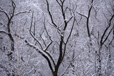 Winter park kar güneş ışığı en iyi görünümü .