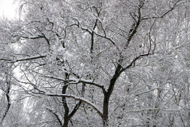 Kış kimse açık havada bulutlu manzara perspektif kartpostal .